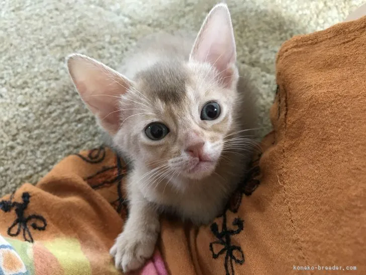 ID:1709-00283の子猫