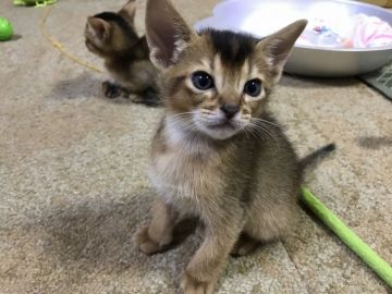 アビシニアン【愛知県・男の子・2017年8月12日・ルディ】の写真「次男くんで~す🐾」