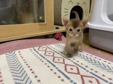 アビシニアン【愛知県・女の子・2021年9月29日・レッド】の写真1「10／28撮影」