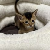 アビシニアン