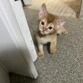 アビシニアン【愛知県・男の子・2022年12月27日・レッド】の写真1「2/11撮影」