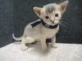 アビシニアン【愛知県・男の子・2012年4月30日・ブルー】の写真3