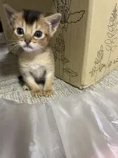 アビシニアン【愛知県・男の子・2022年2月21日・ルディ】の写真5「3／15撮影」