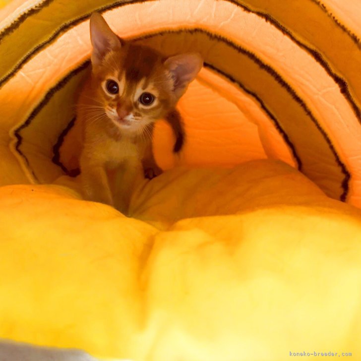 cat_img_1_thumb_mob_bd995234c4
