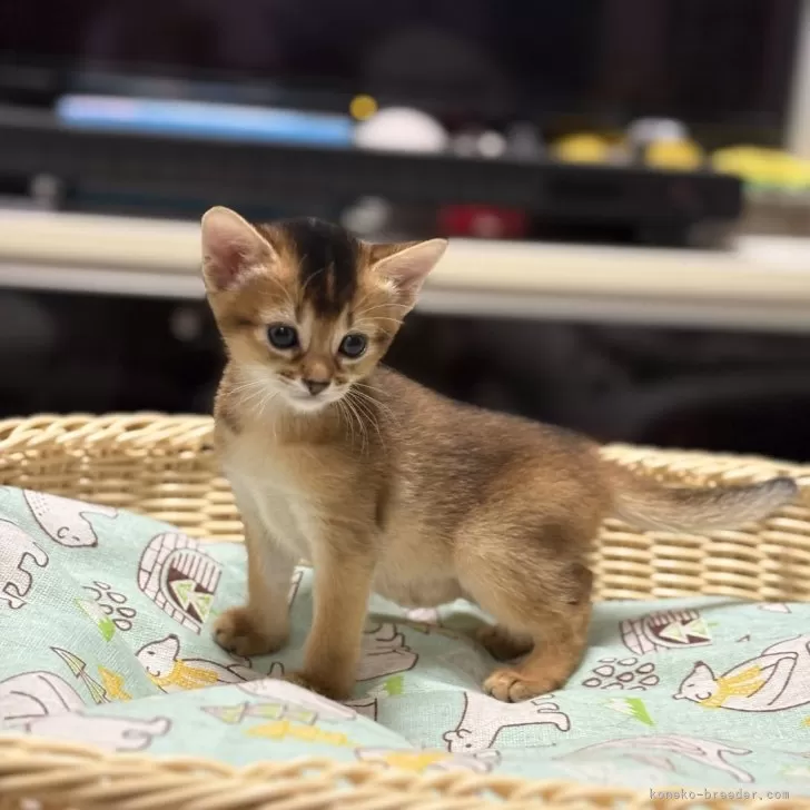 ID：2510-01661の子猫