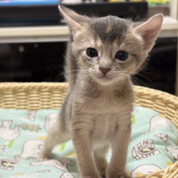 アビシニアン【愛知県・女の子・2025年9月16日・ブルー】の写真「4姉妹の末っ子ちゃんで~す🐾」