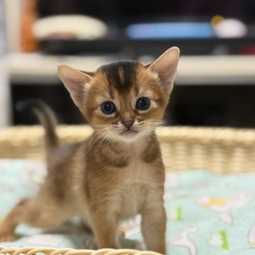 アビシニアン【愛知県・女の子・2025年9月16日・ルディ】の写真「4姉妹長女ちゃんで~す🐾」