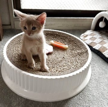 アビシニアン【愛知県・男の子・2025年5月4日・フォーン】の写真「4兄妹の末っ子くんで~す🐾」