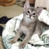 アビシニアン