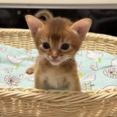 アビシニアン