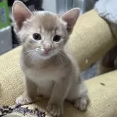 アビシニアン
