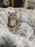 アビシニアン【愛知県・女の子・2025年1月3日・ブルー】の写真7