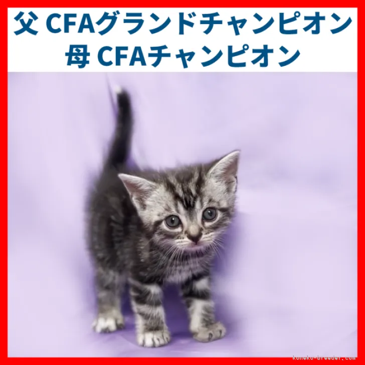 ID：2301-00064の子猫