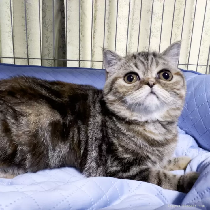 ID：2401-00712の子猫