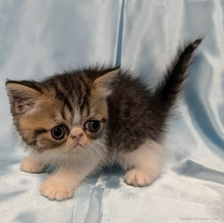 ID：2409-00618の子猫
