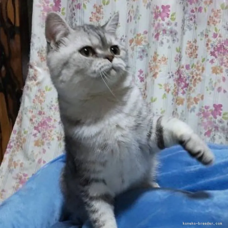 ID：2305-01713の子猫