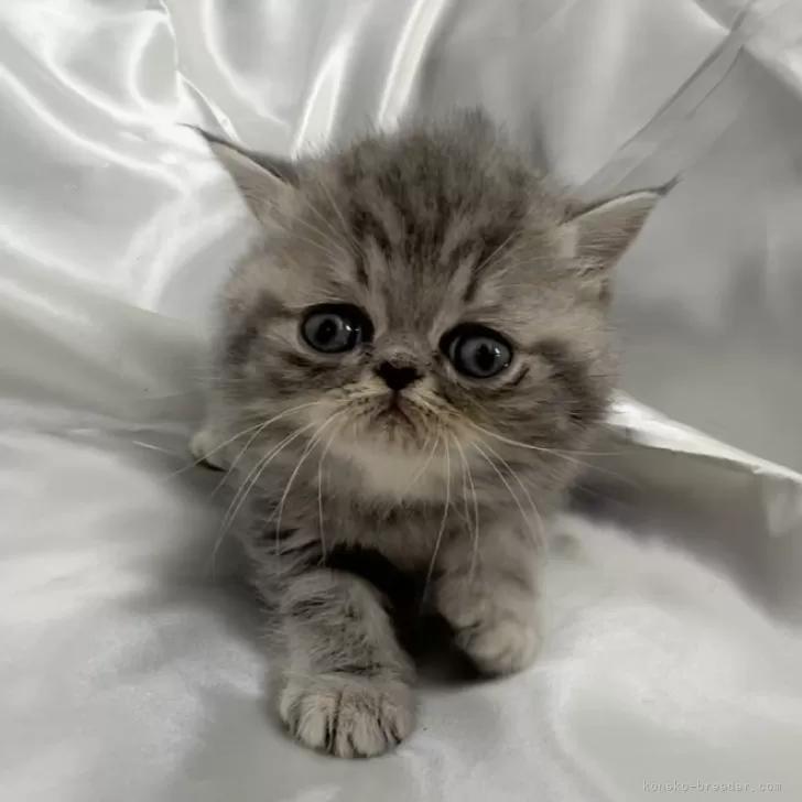 ID：2401-00625の子猫