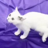 エキゾチックショートヘア【三重県・男の子・2023年10月19日・ブラック&ホワイト(バン)】の写真1