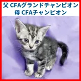 アメリカンショートヘア【三重県・男の子・2022年11月24日・シルバータビー】の写真1