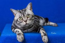 アメリカンショートヘア【・男の子・2020年5月7日・シルバータビー】