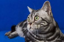 アメリカンショートヘア【・男の子・2020年5月7日・シルバータビー】