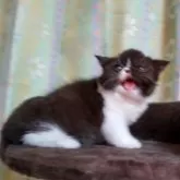 エキゾチックショートヘア【三重県・女の子・2024年3月21日・ブラック&ホワイト】の写真4