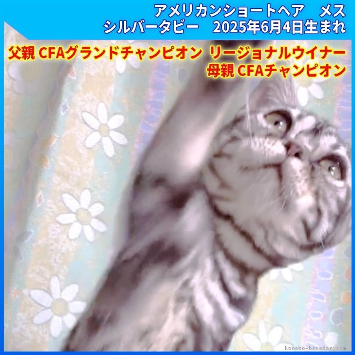 ブリーダー画像