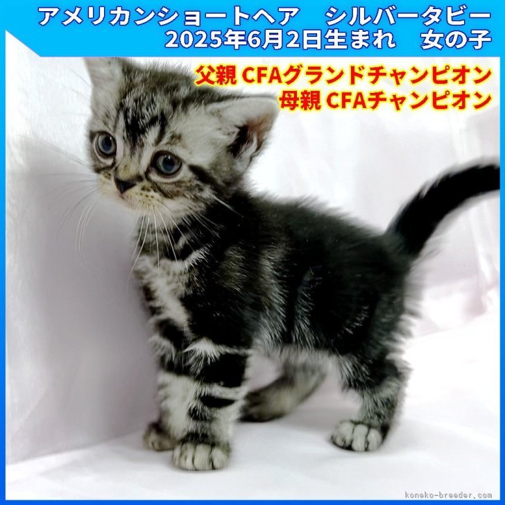 ブリーダー画像
