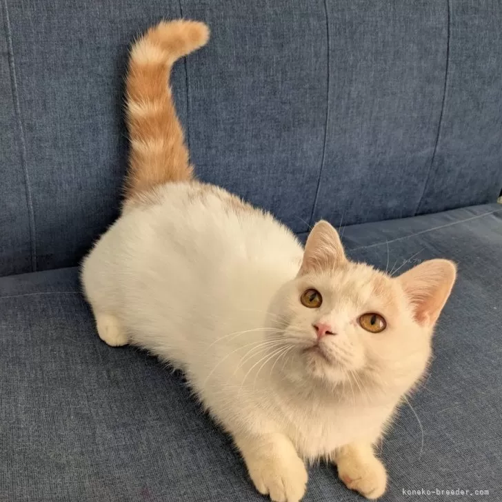 マンチカン(短足)【三重県・男の子・2025年3月6日・クリームタビー&amp;ホワイト(バン)】の写真1