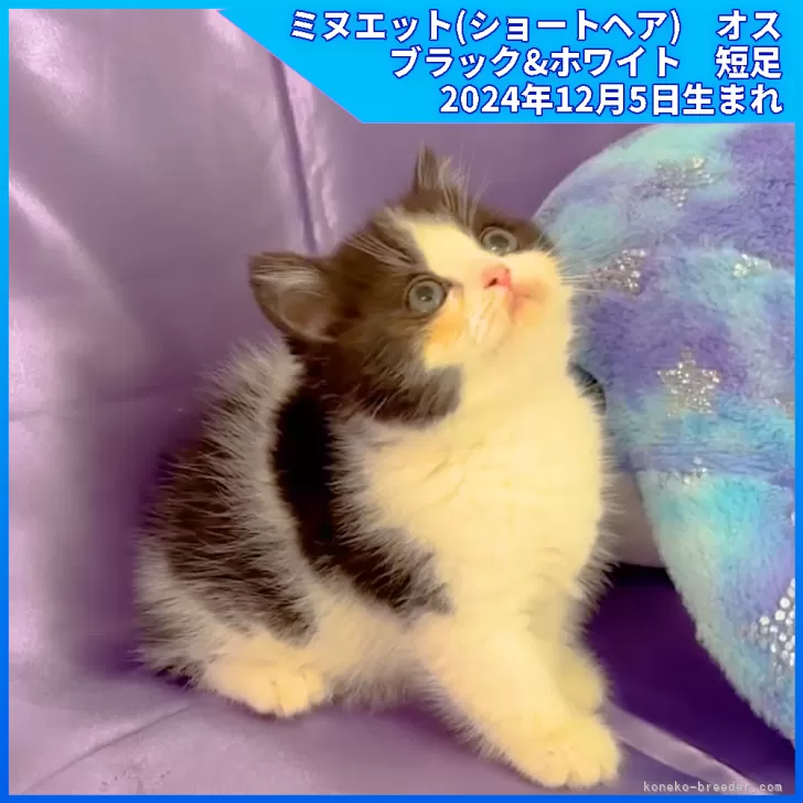 ID：2502-00443の子猫