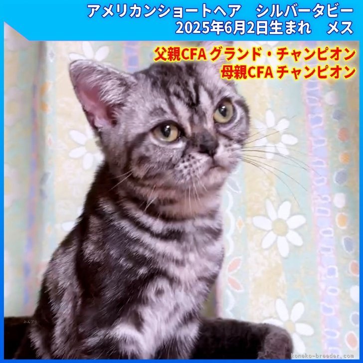 ブリーダー画像