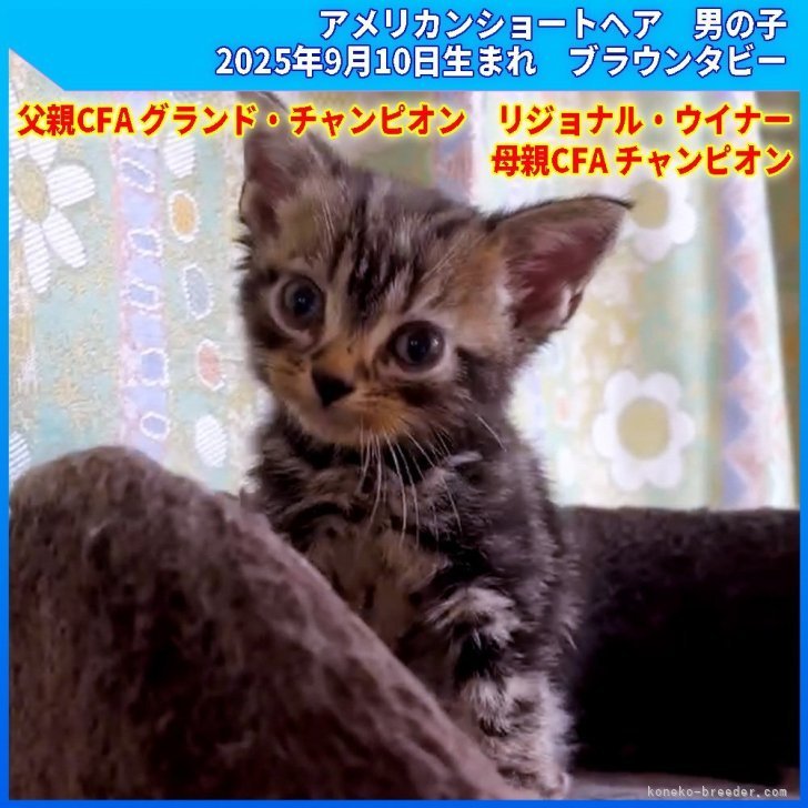 ブリーダー画像