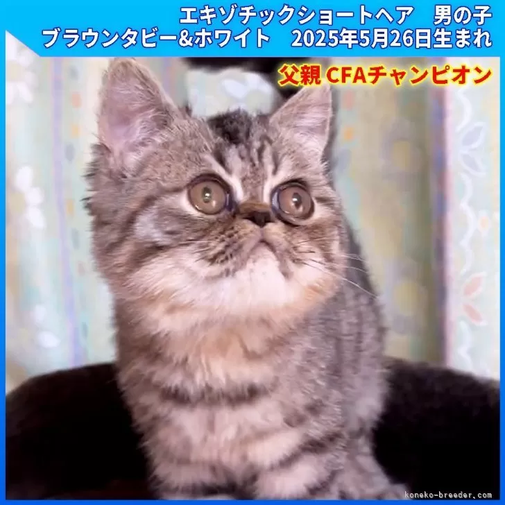 エキゾチックショートヘア【三重県・男の子・2025年5月26日・ブラウンタビー&ホワイト】の写真1