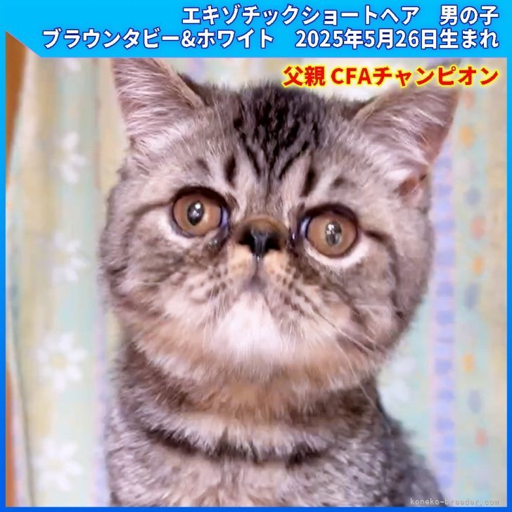 ブリーダー画像
