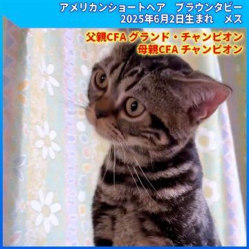 アメリカンショートヘア【三重県・女の子・2025年6月2日・ブラウンタビー（ショートヘア）】の写真「父親CFA GCH　母親CFA CH」