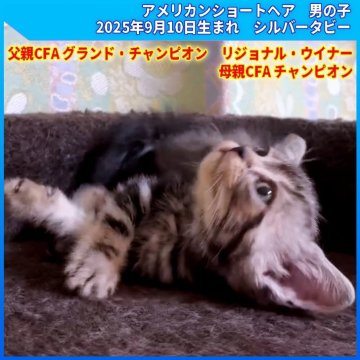 アメリカンショートヘア【三重県・男の子・2025年9月10日・シルバータビー（ショートヘア）】の写真「父親CFA 、GRC、RW 母親CFA 、CH」