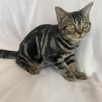 アメリカンショートヘア【三重県・女の子・2025年6月2日・ブラウンタビー（ショートヘア）】の写真「父親CFA GCH　母親CFA CH」