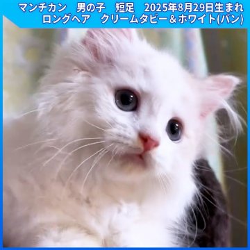 マンチカン(短足)【三重県・男の子・2025年8月29日・クリームタビー&ホワイト(バン)（ロングヘア）】の写真「2024・2025年三重県ミヌエット評価1位、3位」