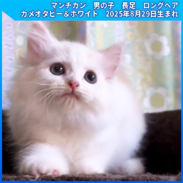 マンチカン(長足)【三重県・男の子・2025年8月29日・カメオタビー&ホワイト（ロングヘア）】の写真「2024・2025年三重県ミヌエット評価1位、3位」