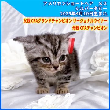 アメリカンショートヘア【三重県・女の子・2025年4月10日・シルバータビー（ショートヘア）】の写真「父親 CFA.GRC.RW   母親 CFA.CH」