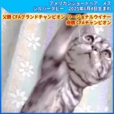 アメリカンショートヘア
