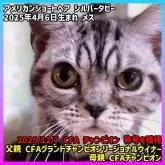 アメリカンショートヘア