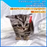 アメリカンショートヘア