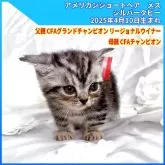 アメリカンショートヘア