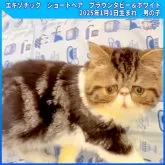 エキゾチックショートヘア