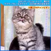 エキゾチックショートヘア【三重県・男の子・2025年5月26日・ブラウンタビー&ホワイト】の写真2