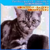 アメリカンショートヘア【三重県・女の子・2025年6月2日・シルバータビー】の写真2