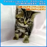 アメリカンショートヘア【三重県・女の子・2025年6月2日・ブラウンタビー】の写真2