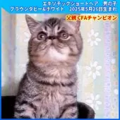 エキゾチックショートヘア【三重県・男の子・2025年5月26日・ブラウンタビー&ホワイト】の写真3