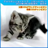 アメリカンショートヘア【三重県・女の子・2025年6月2日・シルバータビー】の写真3